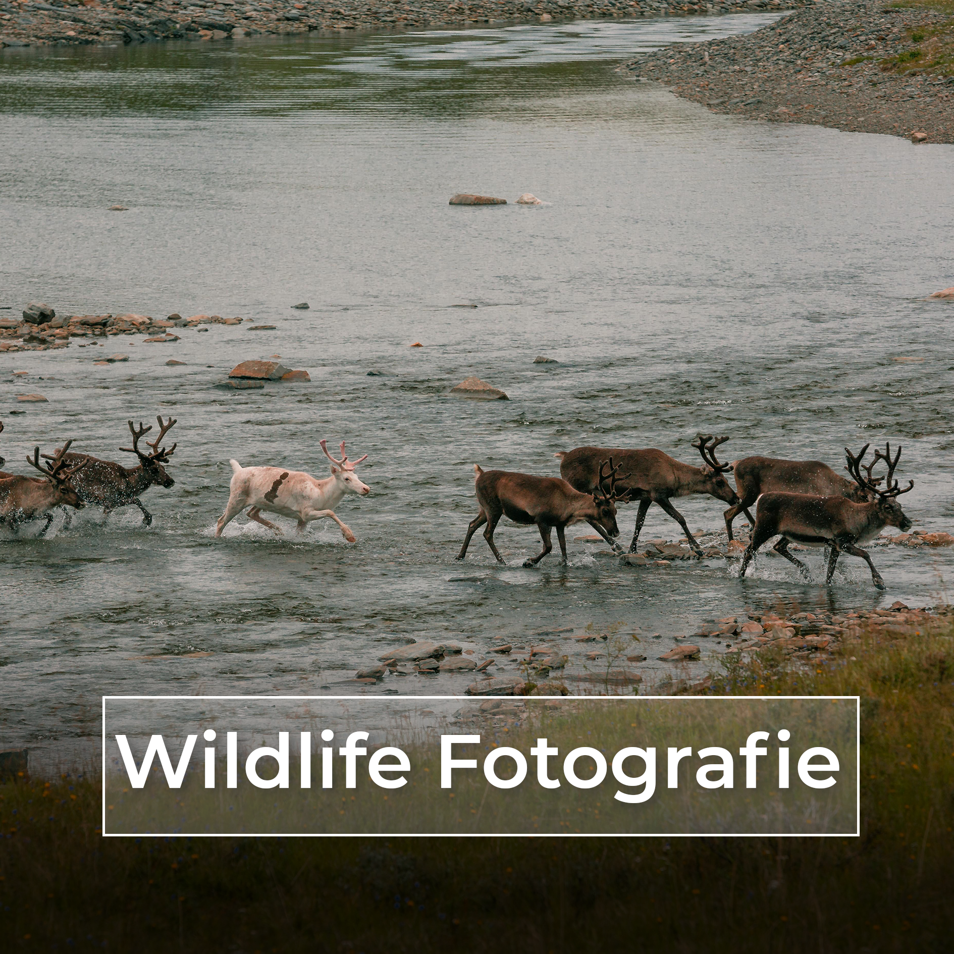 Wildlife Titelbild Mobile
